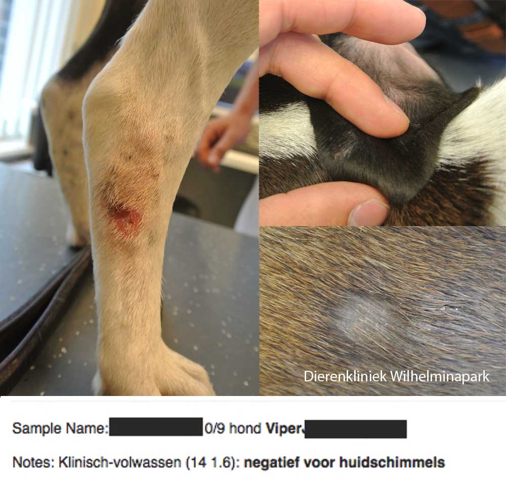 Een hond met een ronde kale plekken, maar geen schimmel